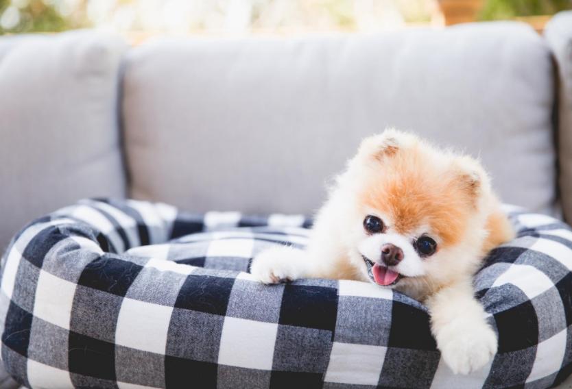 Los perros que valen millones