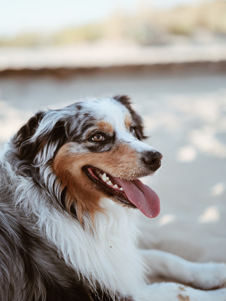 portrait d'un chien a la plage de lacanau