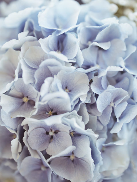 photo d'hortensias bleu pour un mariage
