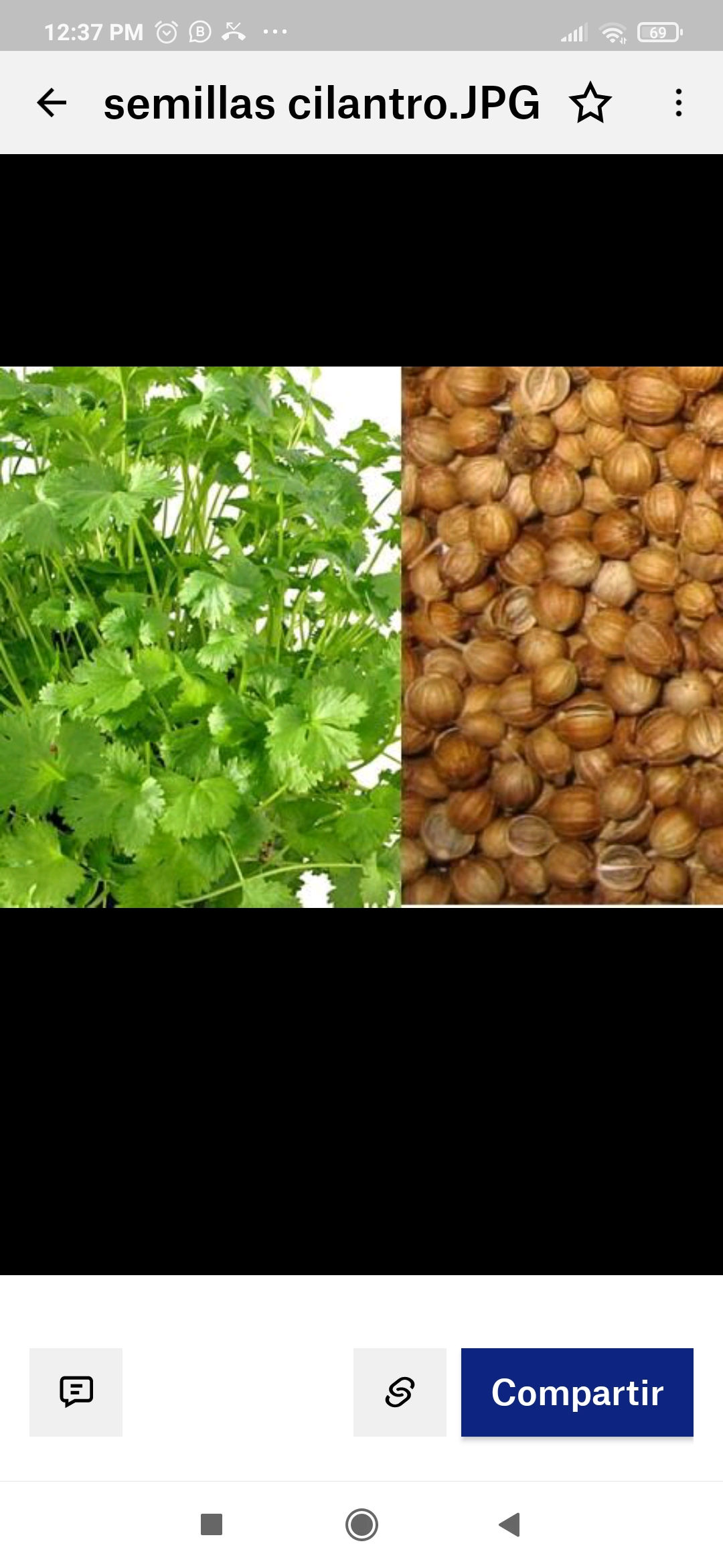 Semilla de cilantro, 50 g