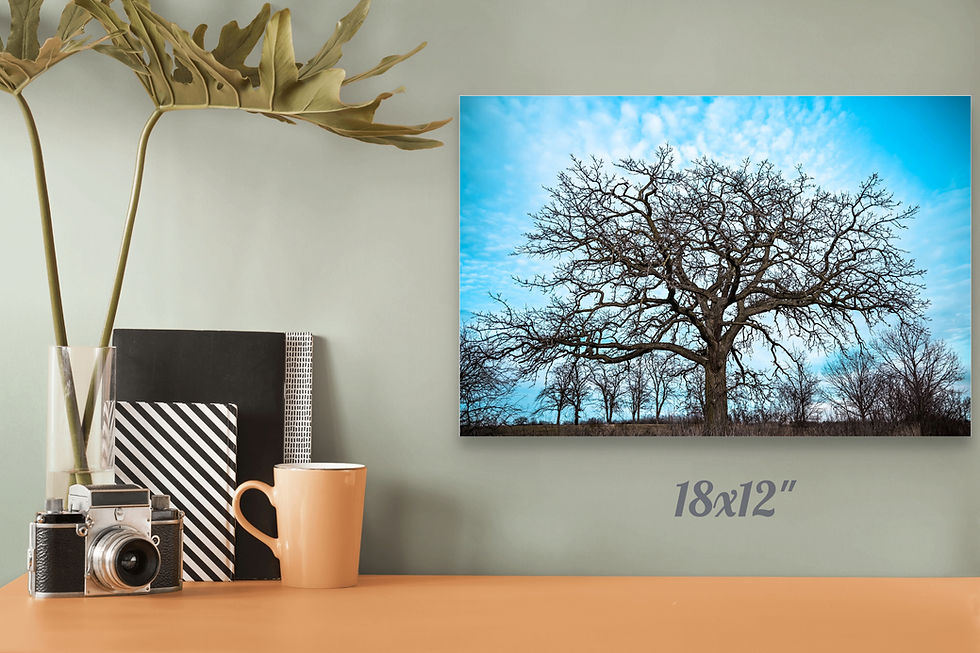 Thumbnail: Nature Tree Aqua Blue Sky