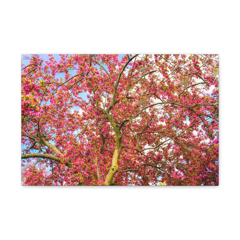 Thumbnail: Crab Apple Flower Tree