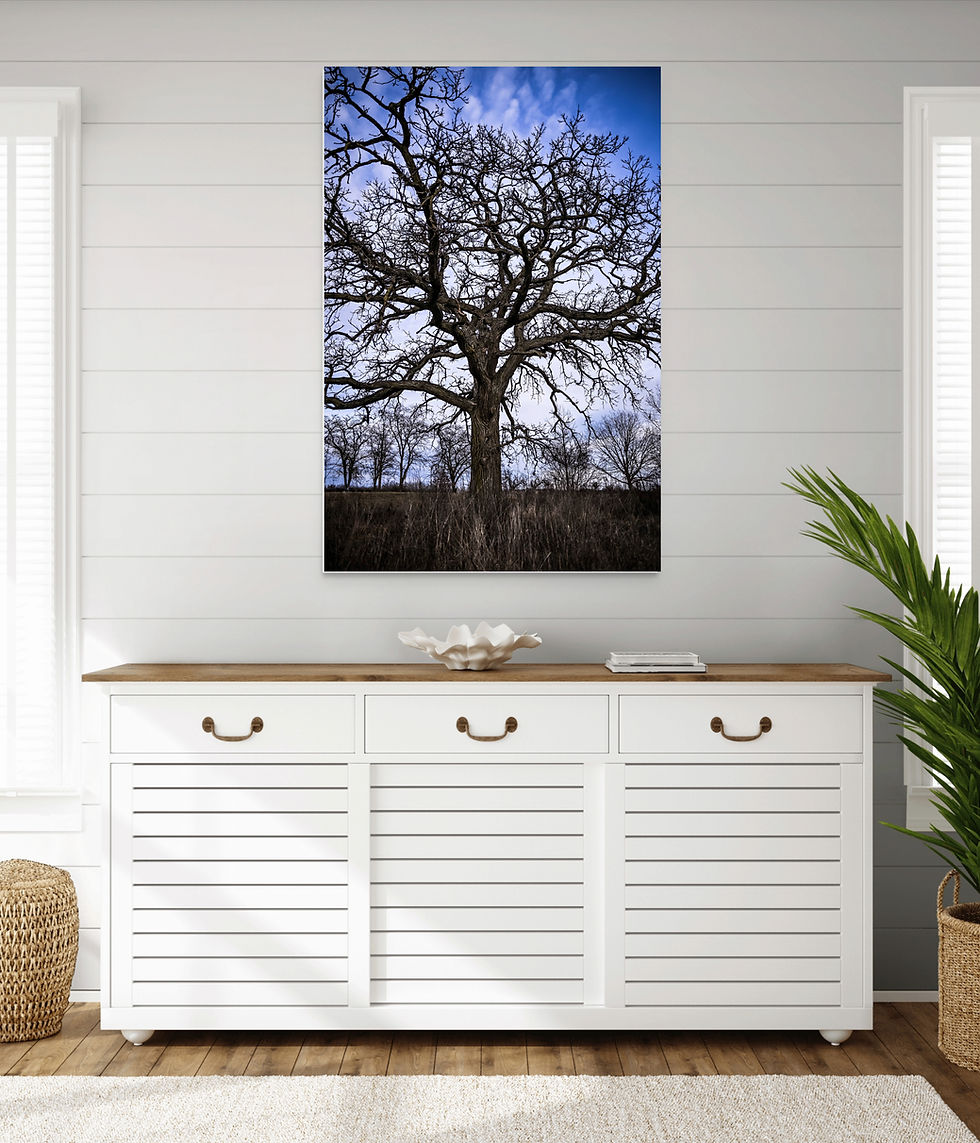 Thumbnail: Nature Tree Light Blue Sky Portrait