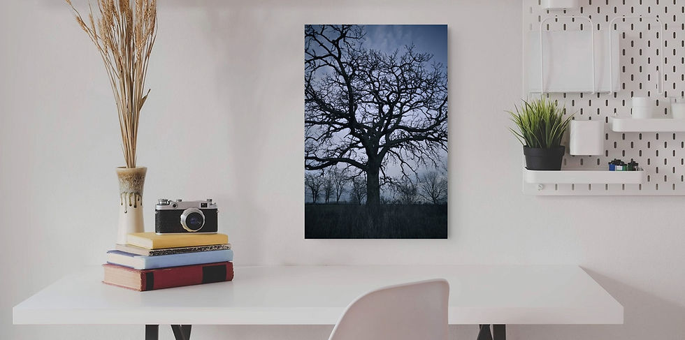 Thumbnail: Nature Tree Night Sky Portrait