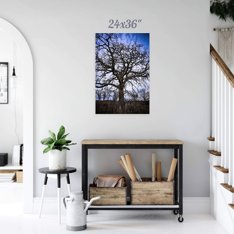 Thumbnail: Nature Tree Light Blue Sky Portrait