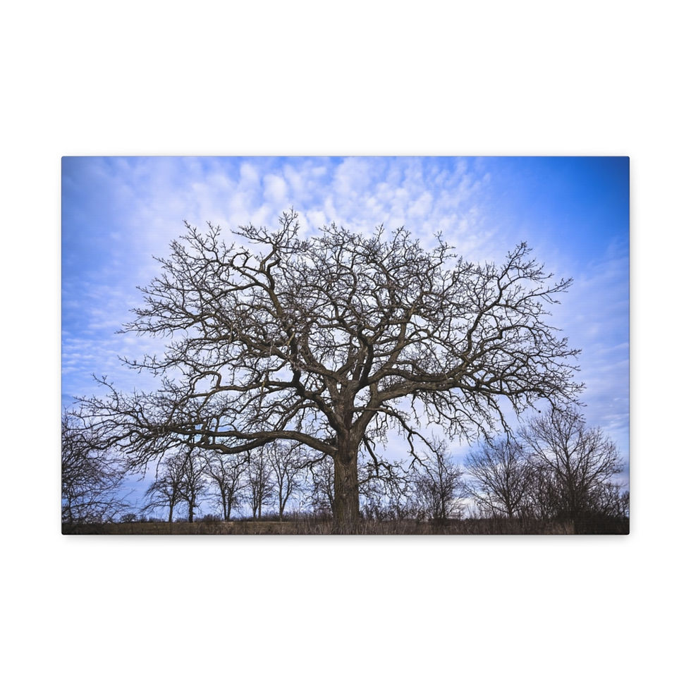 Thumbnail: Nature Tree Blue Sky