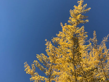 紅葉は箕面へ
