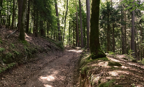 foret circuit des 12 sources