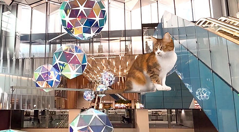 ns cat pr photo_edited.jpg