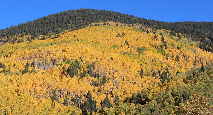 Autumn colors in the Northern New Mexico mountains