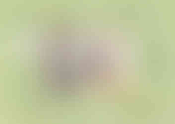 Fred e Ruth SFX_Chalé 21_SITE_Planta de Layout + máscara photoshop