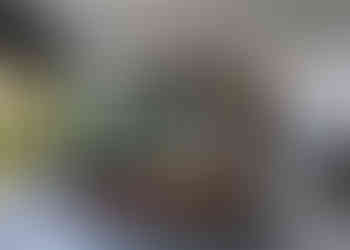 web_SitioCatetinho_LauraAguileras_AnaHelenaLima-18