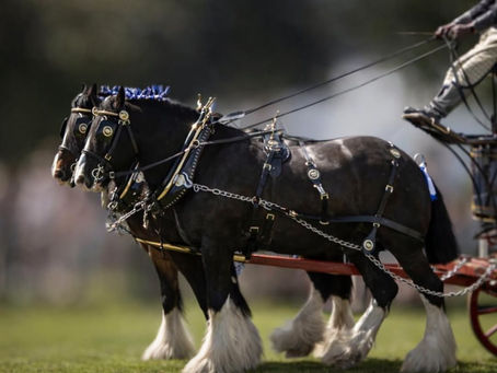 Abergavenny Rotary Club at the S. Wales Shire Horse Show — A Warm Celebration of Community Spirit
