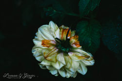 DSC_0179.jpg