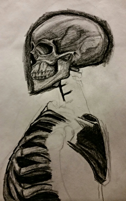 Human Skull and part Torso