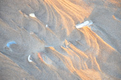 Shell Shore