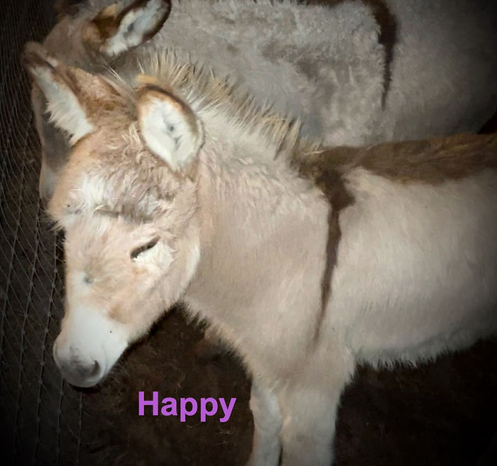 happythelma3323_edited.jpg