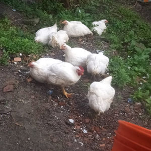 POLLOS SEMICRIOLLO LA NEGRA
