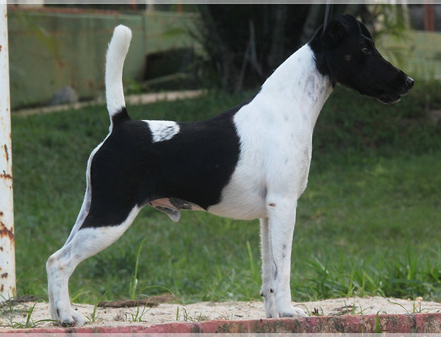 Hampton's Court Black Pearl