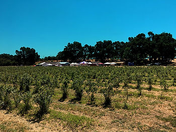 fresh blueberries ready to pick