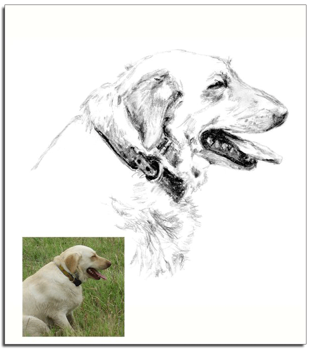 023 A Dog's Life
