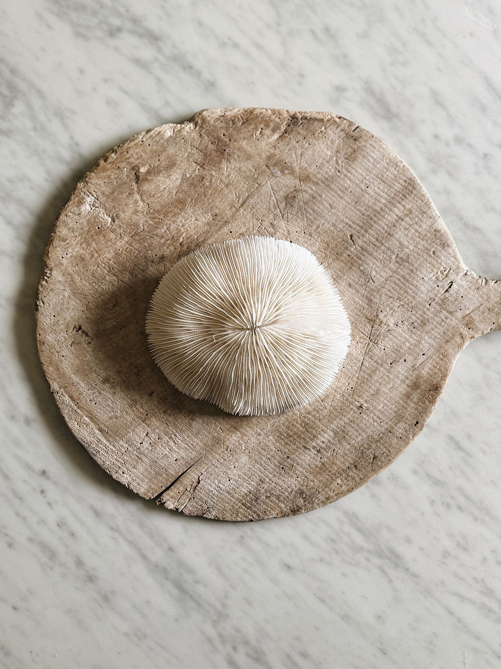 Miniature : Squelettes de coquillages blancs