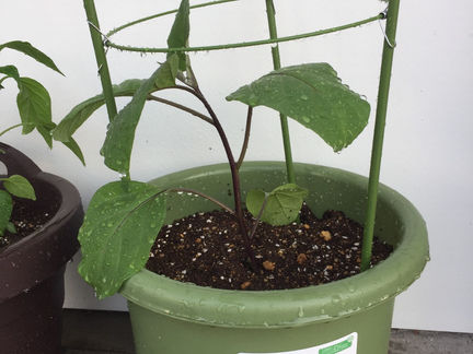 家庭菜園はじめました☆