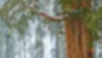 National geographic Sequoia.jpg