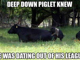 Animal Tuesday