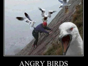 Animal Tuesday
