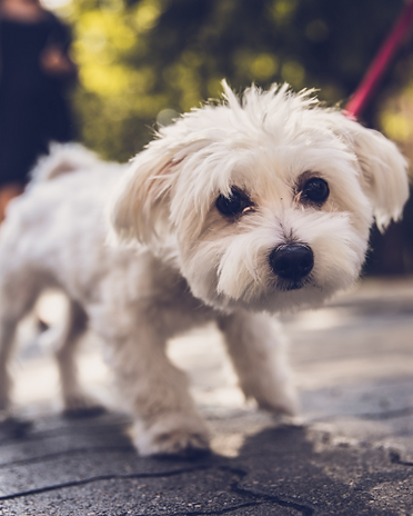 Black White Modern Minimalist Truck Logo Design (6).png