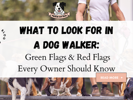 What to Look for in a Dog Walker: Green Flags & Red Flags Every Owner Should Know