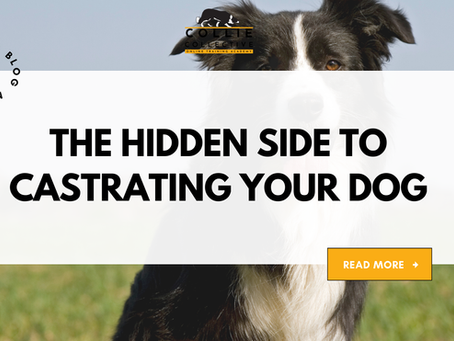 a white bo with the hidden side to castrating your dog