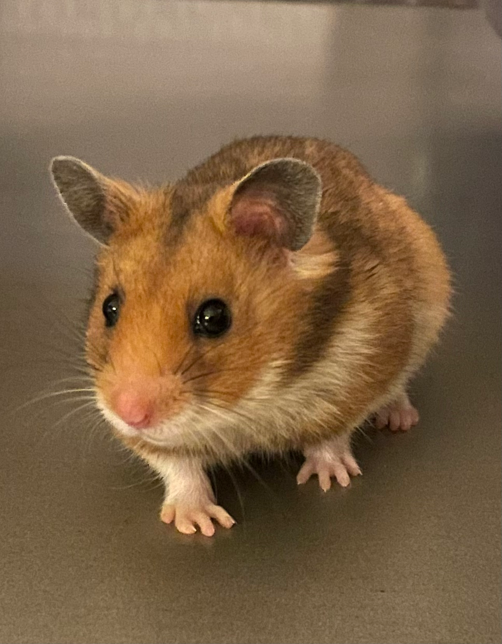 Golden Agouti Syrian hamster