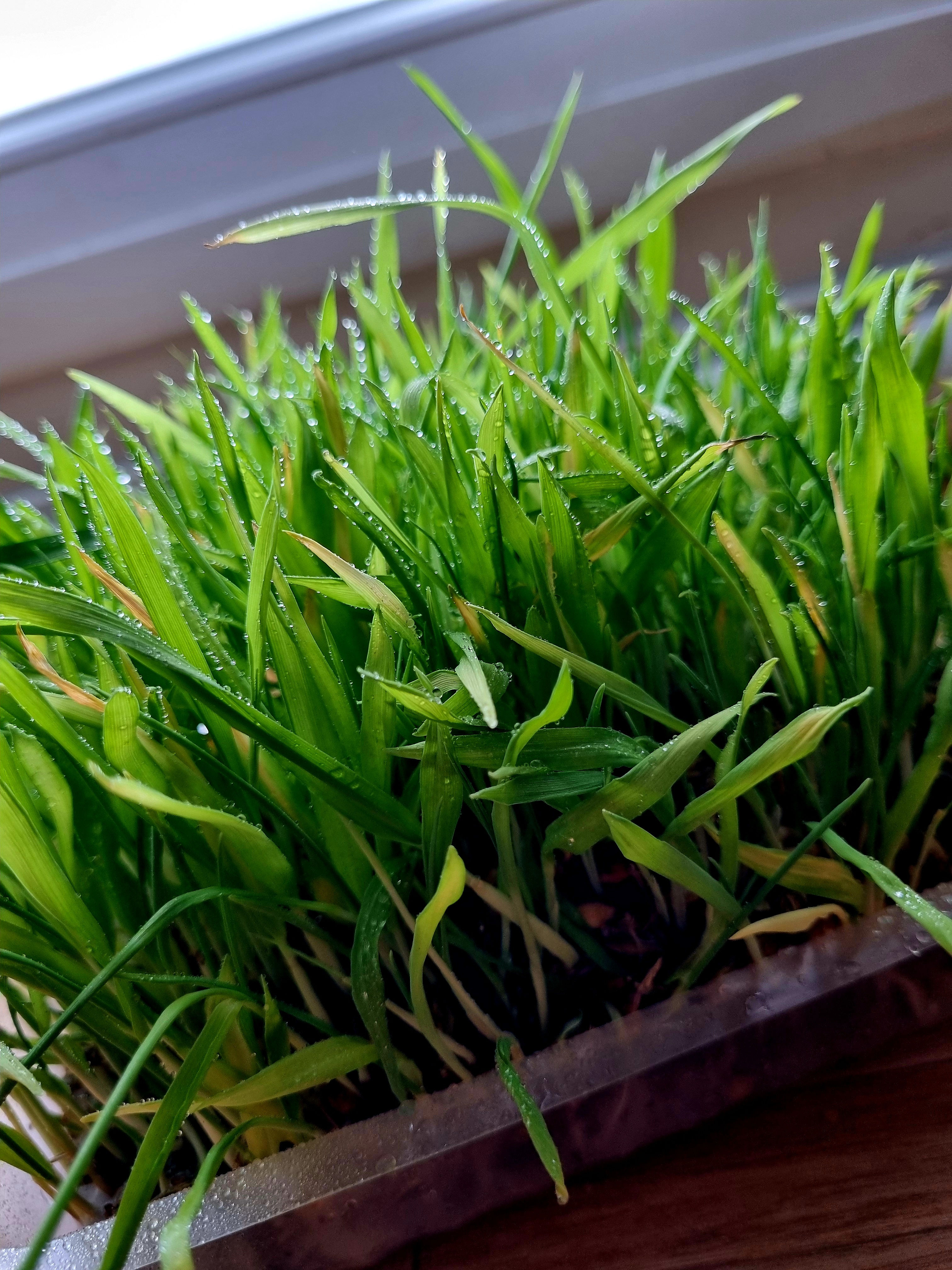 Herbe à chat à faire pousser