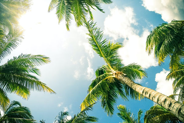 palm trees-unsplash.jpg