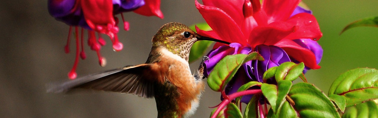 hummingbird-colibri