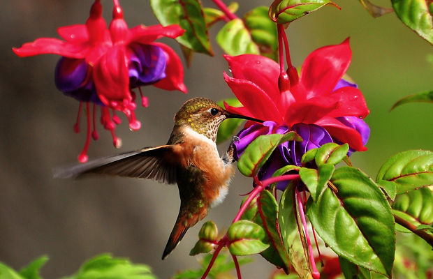 hummingbird-colibri