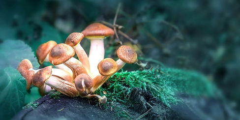 psilocybin-.jpeg