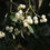 Thumbnail: Mistletoe (Viscum album) Protocol Guide