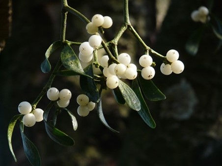 Mistletoe (Viscum album) Protocol Guide