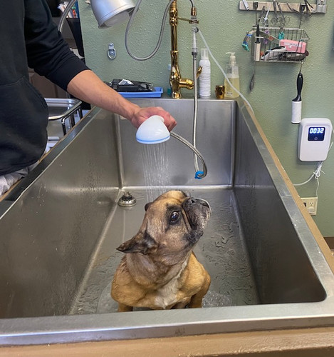 Ozone Pet Shower with Shower Head - High Efficiency | Regen03one Vet