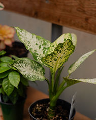 Nursery plant in Oregon