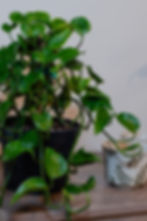 Sleeping Pothos