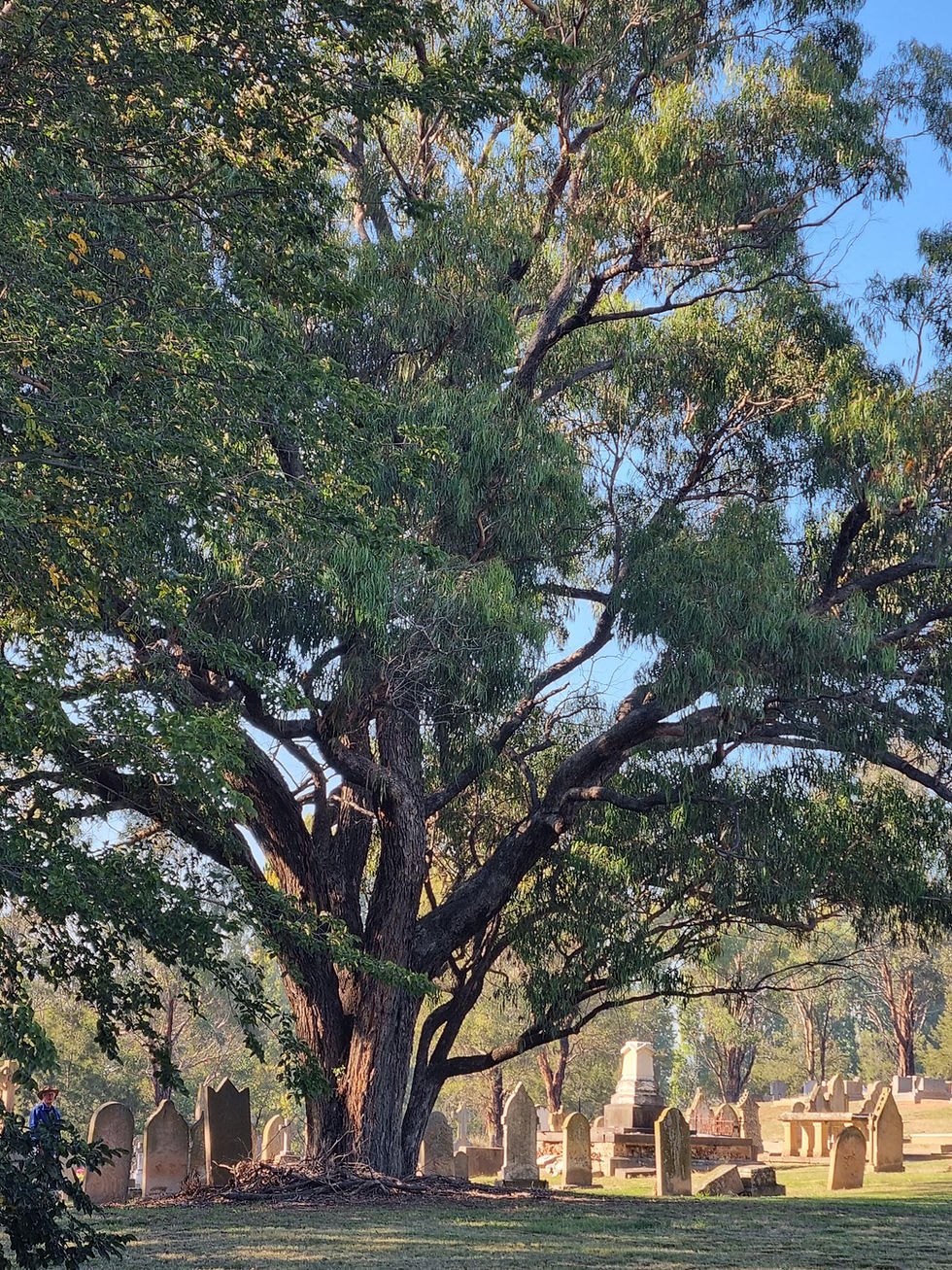 Queanbeyan - Molonglo Rivers Heritage walk 