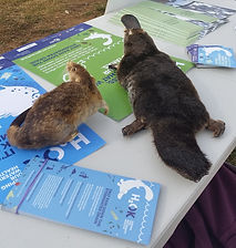 platy ratty 1_edited.jpg