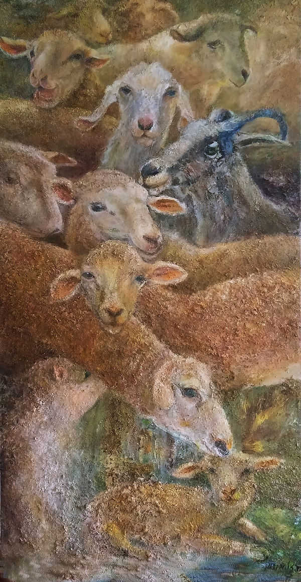 Sheep And Goats 5