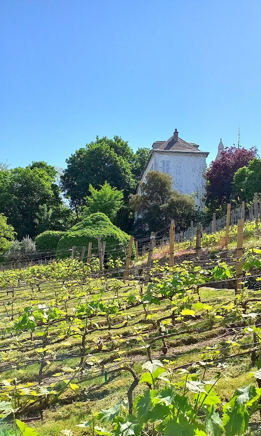 Les vignes de Montmartre Paris Learn French