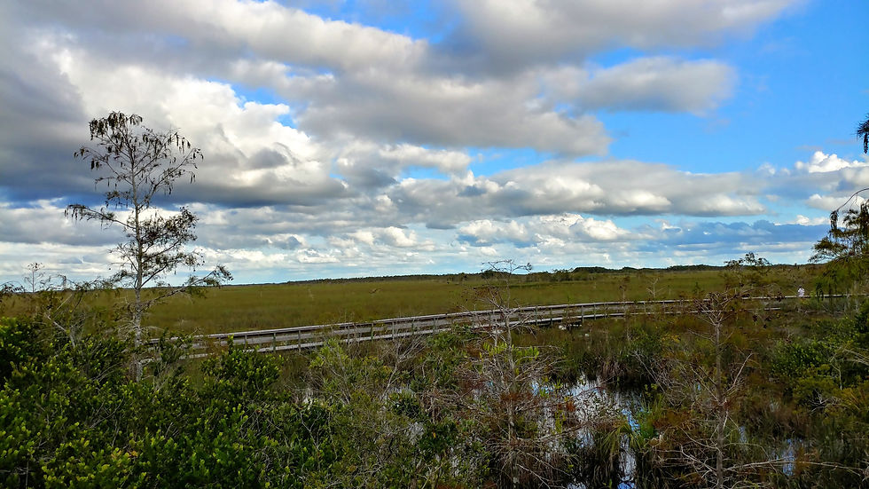 the florida everglades