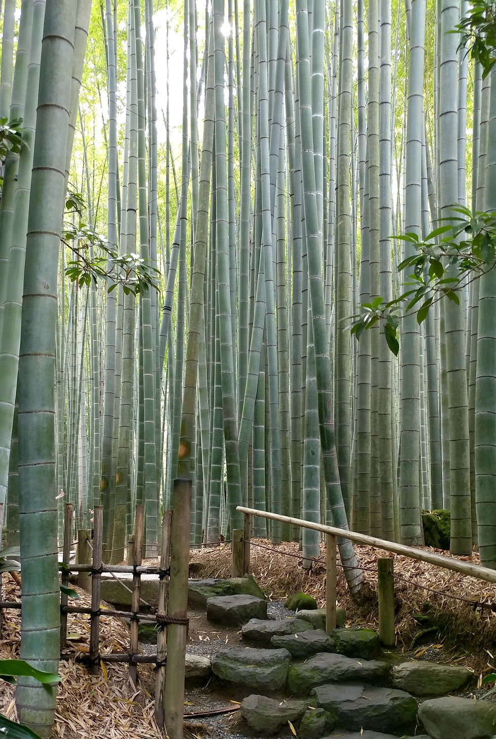 Hokokuji Temple, Kamakura